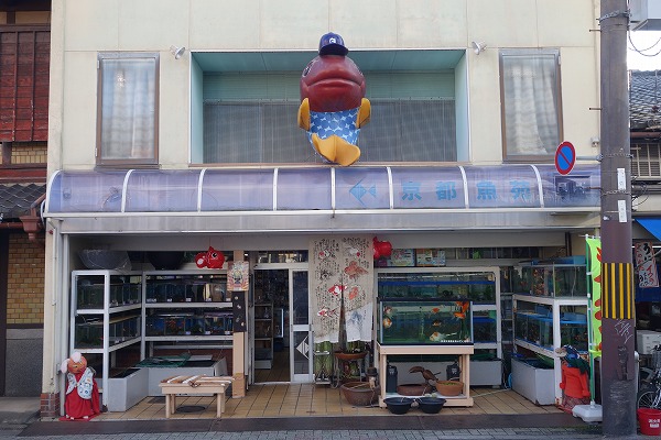 Taishogun shopping street Kyoto Gyoen (Goldfish, carp, tropical fish-breeding equipment)